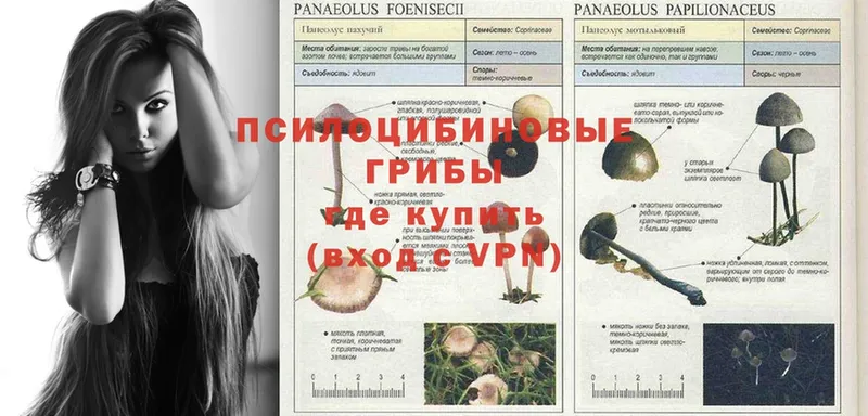 Галлюциногенные грибы Cubensis  МЕГА вход  Заволжье  как найти закладки 